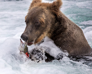Katmai Brown Bears