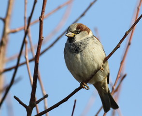 House Sparrow on branch, Passer domesticus
