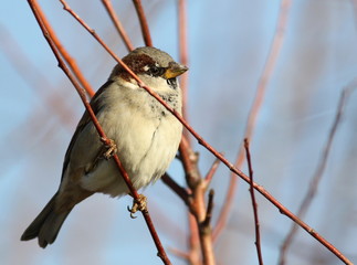 House Sparrow on branch, Passer domesticus