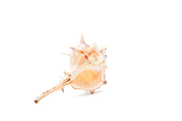 Sea shell white background