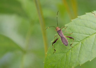 Tropical Beetle on Green Background