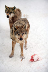 The wolves in the snow eating a fresh meat