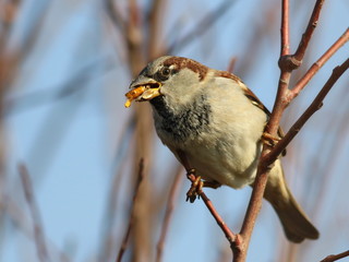 House Sparrow on branch, Passer domesticus