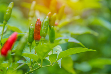 Close up of red and green peppers on tree in Thailand garden.