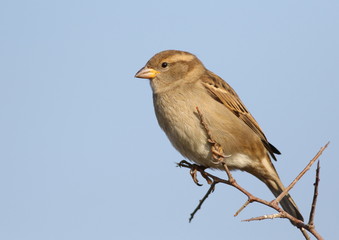 House Sparrow on branch, Passer domesticus