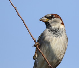 House Sparrow on branch, Passer domesticus