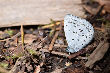 Blue Dotted Moth 01