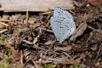 Blue Dotted Moth 02