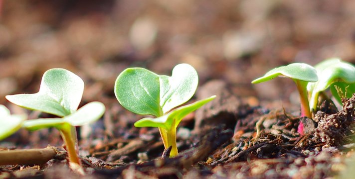 Wachsende Radieschen im Beet bei Sonnenschein