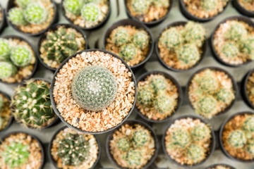  Home and garden decoration with cactus.