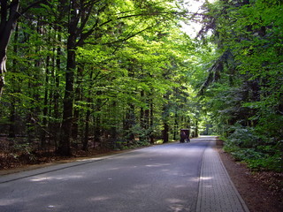 bryczka jadąca przez wiosenny las