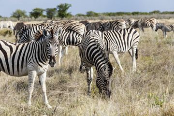 Fototapeta na wymiar Herde Steppenzebras in Etosha Nationalpark, Namibia, Herd plains zebras, Etosha National Park, Namibia