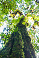 Fototapeta premium tree trunk with moss and orchid in rainforest under view at Doi intanon national park, Chiangmai, Thailand