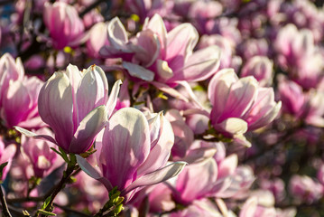 Obraz na płótnie Canvas magnolia flowers close up with shallow depth of field on a blur background