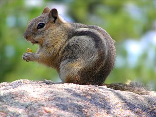 Naklejka na ściany i meble Squirrel Snack
