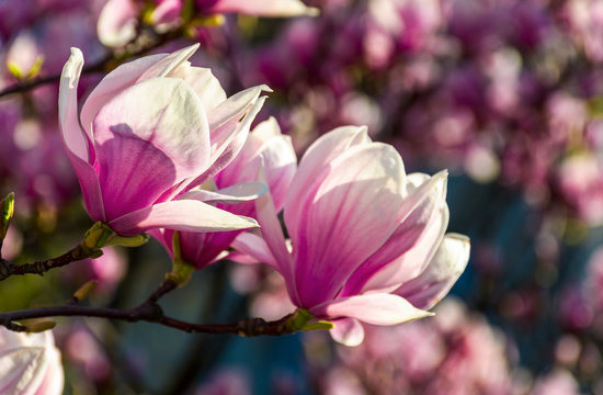 magnolia flowers close up with shallow depth of field on a blur background