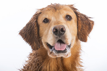 Happy Golden Retriever Dog