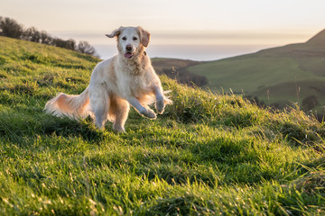 golden retriever playing in field at sunset