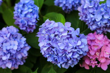 Blue and pink Hydrangeas