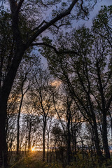 Fototapeta na wymiar rays shining through trees at sunset