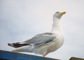 Seeagull on a beach on the English