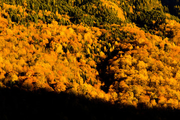 arbres aux couleurs d'automne