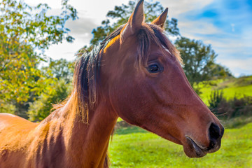 Obraz premium Brown horse profile against green field and blue sky. Asturias, Spain