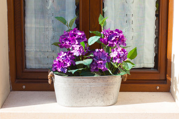 Purple Hydrangea in a flower pot on a window sill