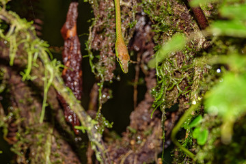 Snake head in the forest over tree trunk
