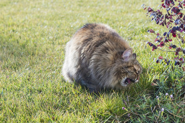 Cute brown cat eating grass, siberian breed