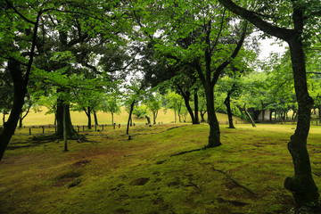 Suizenji garden