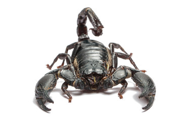 Scorpion isolated on white background