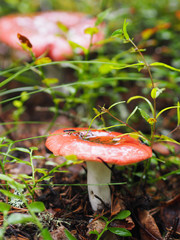 Beautiful Fungus, Moss & Toadstools of Finland Forests