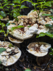 Fototapeta premium Beautiful Fungus, Moss & Toadstools of Finland Forests