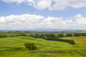 Fototapeta na wymiar Green typical tuscan landscape in spring time