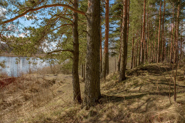 The pine trees on the shore of the quarry.