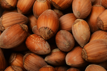 Fresh hazel nuts for autumn season