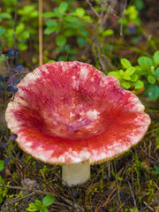 Beautiful Fungus, Moss & Toadstools of Finland Forests