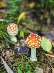Beautiful Fungus, Moss & Toadstools of Finland Forests