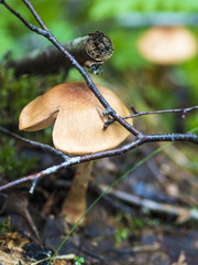 Beautiful Fungus, Moss & Toadstools of Finland Forests