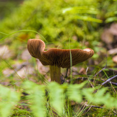 Beautiful Fungus, Moss & Toadstools of Finland Forests