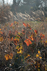 farne im herbstlicht.1