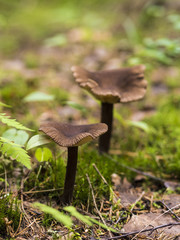 Beautiful Fungus, Moss & Toadstools of Finland Forests