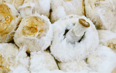 Rotten mushrooms and fungi