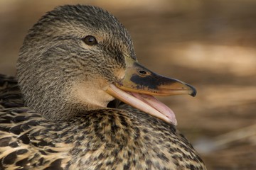 Quacking Mallard