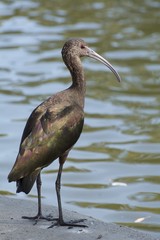White-faced Ibis