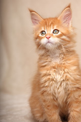 Funny adorable red solid maine coon kitten sitting with beautiful brushes on the ears on soft background. Closeup portrait