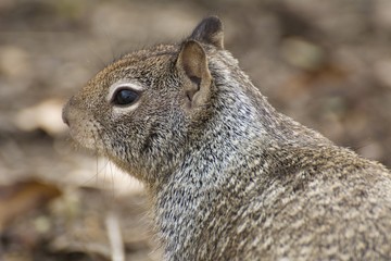 California Ground Squirrel
