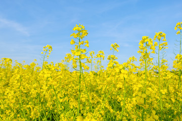 Rape flower. Springtime rape field and beauty blue sky.
