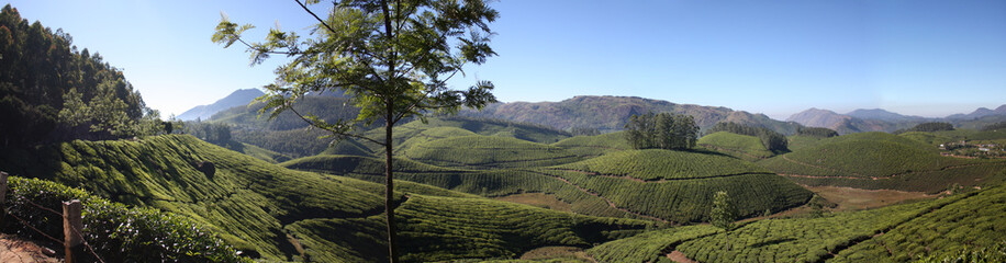 Tea garden in Munar